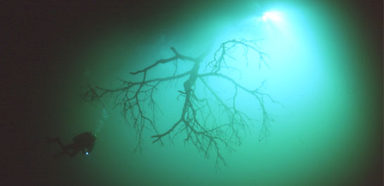 Scuba Diving cenote angelita on the riviera maya near playa del carmen in tulum